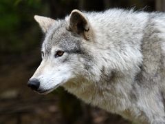 03B Wolf Close Up At The Kroschel Wildlife Center Near Haines Alaska